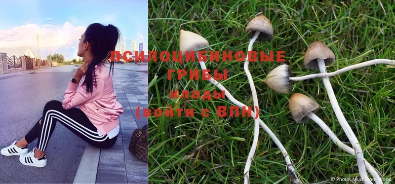 mega ссылка  Арсеньев  Галлюциногенные грибы Psilocybe 